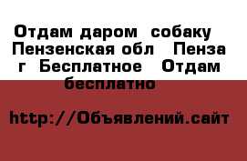 Отдам даром  собаку - Пензенская обл., Пенза г. Бесплатное » Отдам бесплатно   
